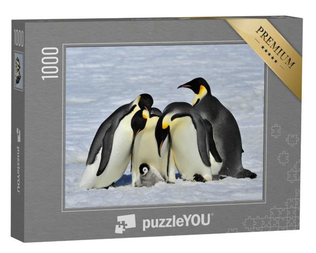 Puzzle 1000 Teile „Kaiserpinguine beschützen ein Küken“