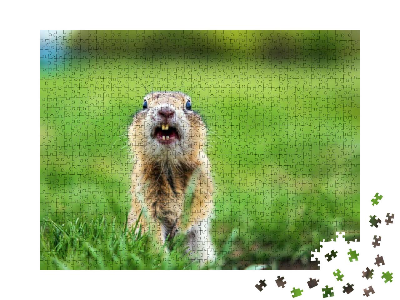 Puzzle 1000 Teile „Erdhörnchen auf dem Rasen “