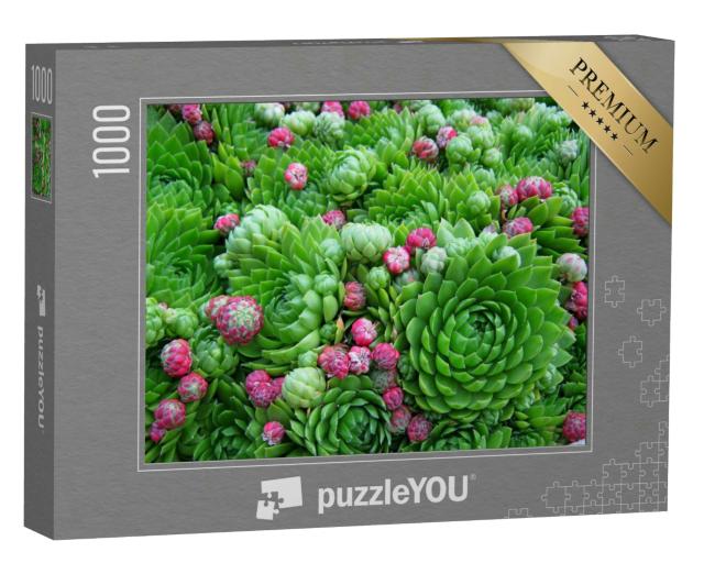 Puzzle 1000 Teile „Wunderschöne Sukkulenten, saftig-grüne Pflanzen mit kleinen Blüten“