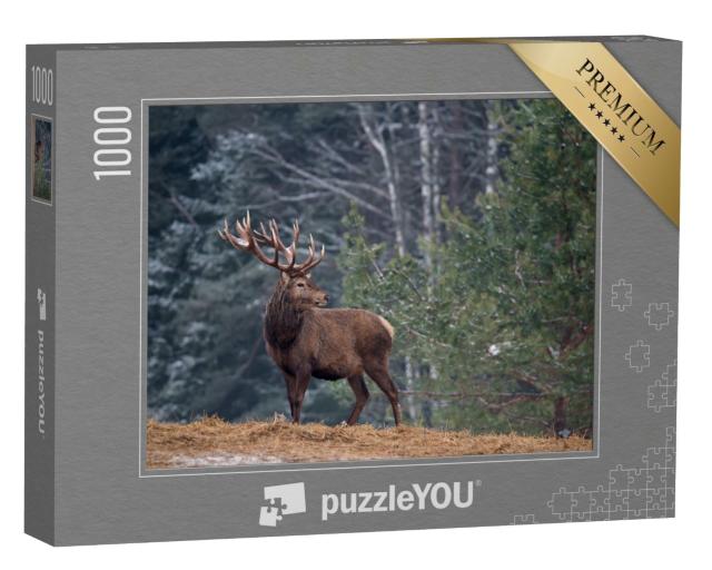 Puzzle 1000 Teile „Stolzer Hirsch mit großen Geweih, einsam im Wald“