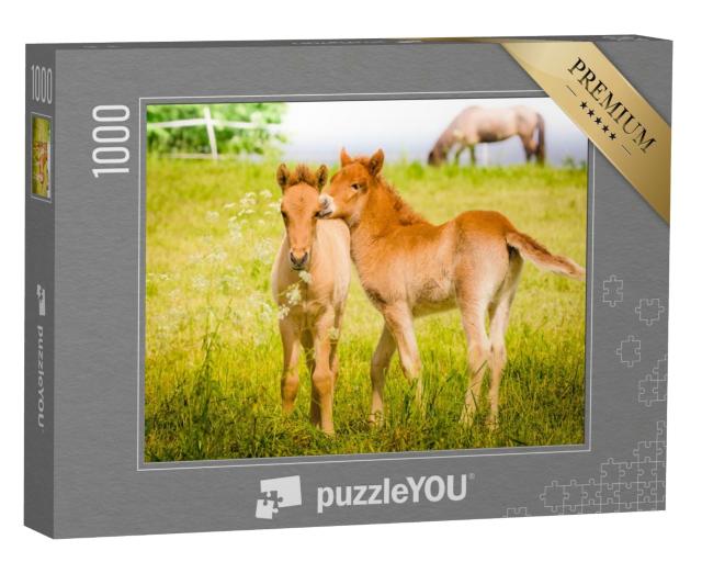 Puzzle 1000 Teile „Spielende Fohlen auf der Wiese“