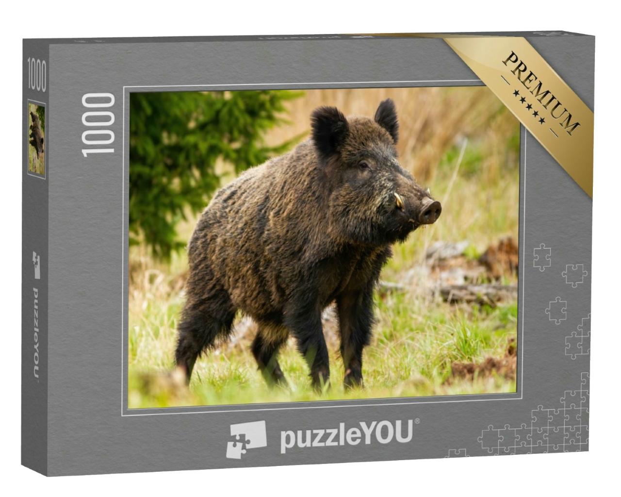 Puzzle 1000 Teile „Ein Wildschwein mit weißen Stoßzähnen“
