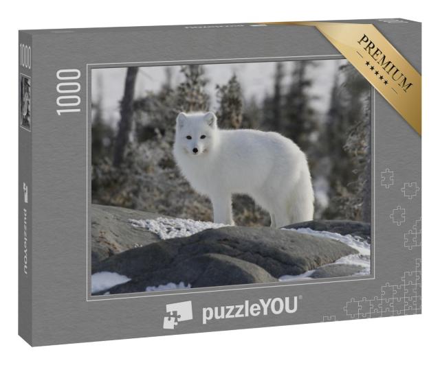 Puzzle 1000 Teile „Der Polarfuchs, Vulpes Lagopus, in weißem Winterfell“