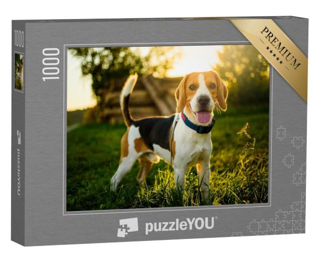 Puzzle 1000 Teile „Ein Beagle im Sonnenuntergang“