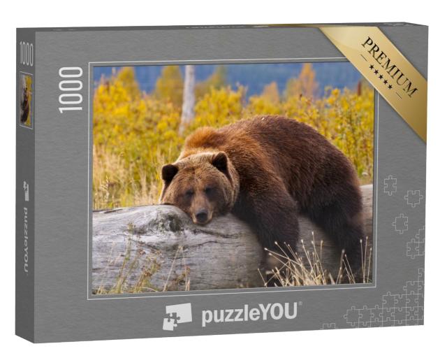 Puzzle 1000 Teile „Grizzlybär, Alaska“