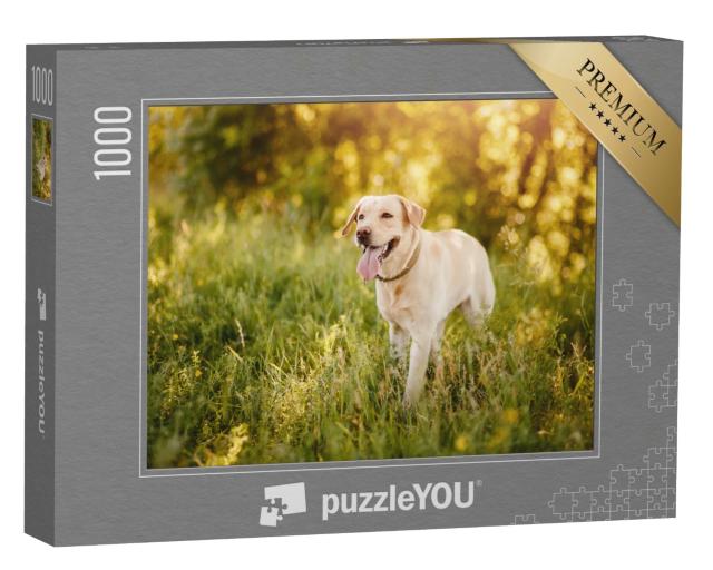 Puzzle 1000 Teile „Labrador Retriever auf einer Wiese“