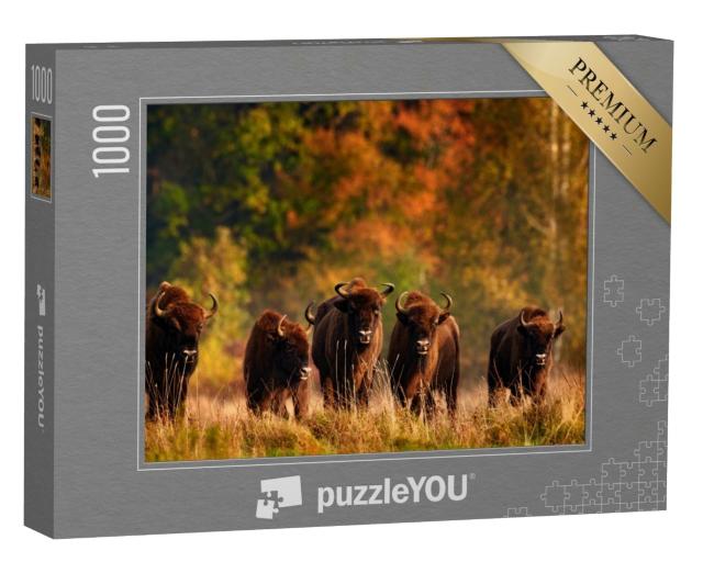 Puzzle 1000 Teile „Herbstwald mit Wiesentherde in Polen“