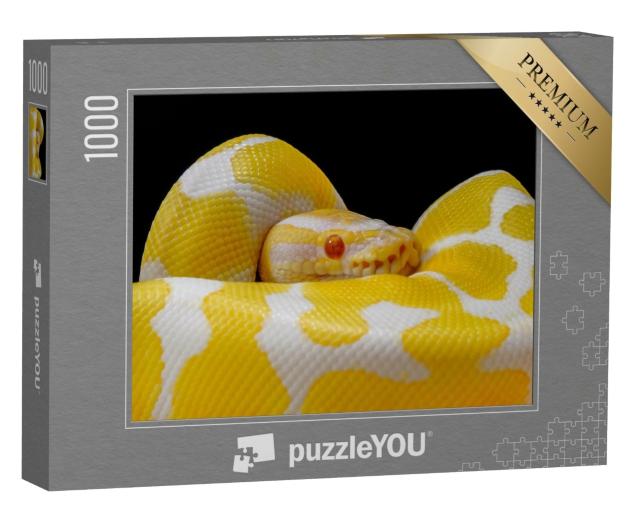 Puzzle 1000 Teile „Weiß-gelbe Kugelpython, um sich selbst geschlungen“
