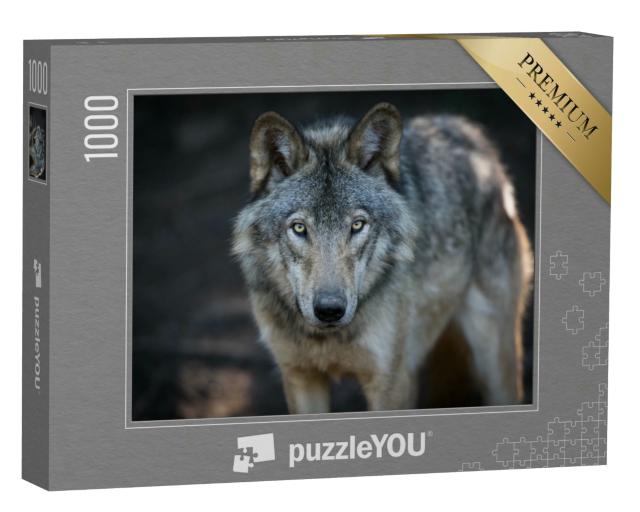 Puzzle 1000 Teile „Nahaufnahme eines grauen Wolfes in den kanadischen Wäldern“
