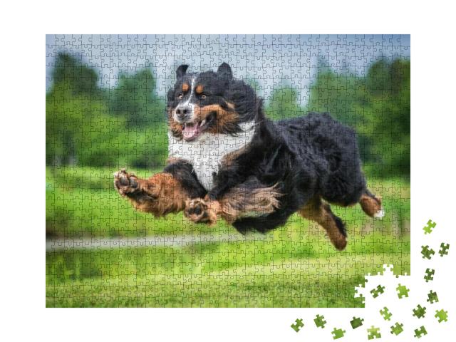 Puzzle 1000 Teile „Berner Sennenhund im Sprung“