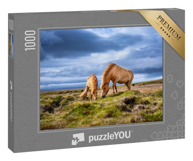 Puzzle 1000 Teile „Island-Pferde auf dem Westfjord in Island“