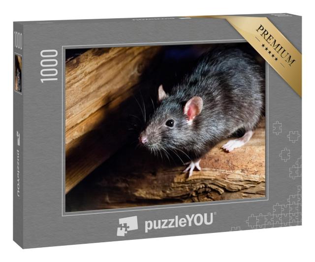Puzzle 1000 Teile „Die schwarze Ratte, auch bekannt als Schiffsratte oder Hausratte“