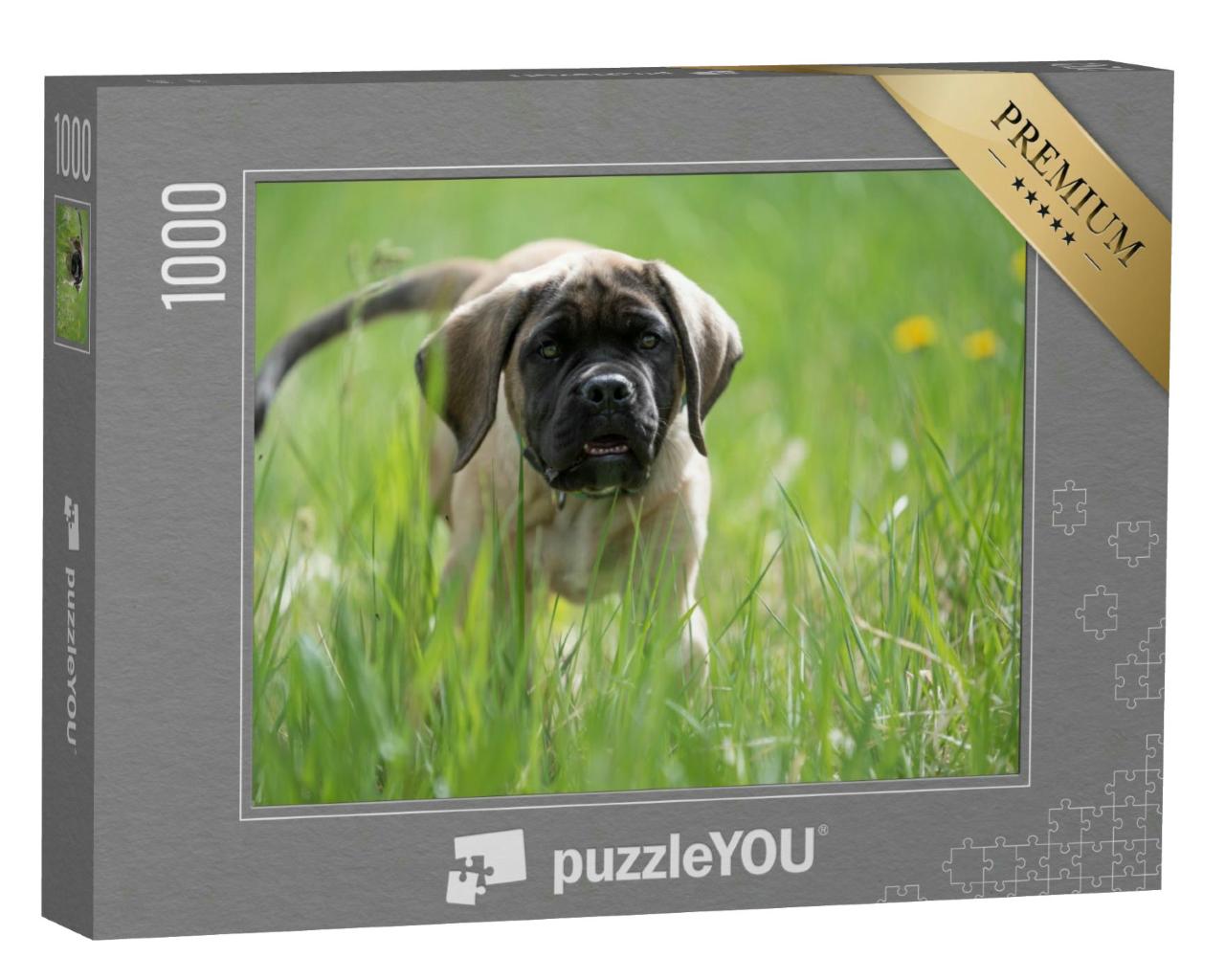 Puzzle 1000 Teile „English Mastiff Welpe spielt“