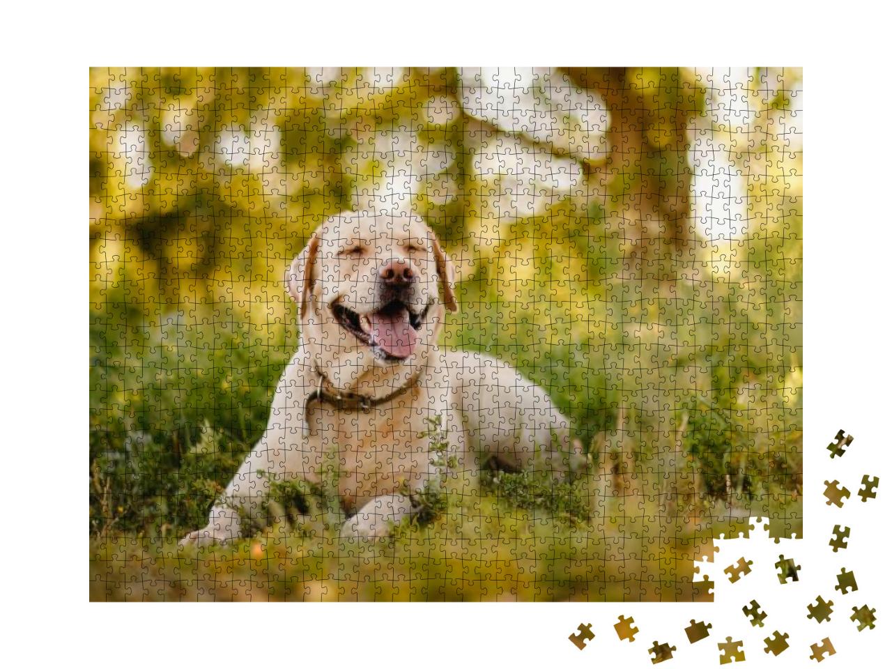 Puzzle 1000 Teile „Goldener Labrador Retriever bei einer Pause im Park“