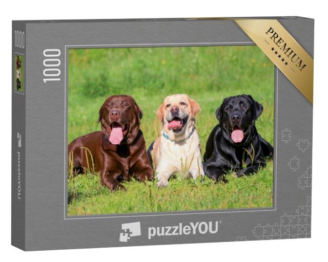 Puzzle 1000 Teile „Schwarzer, hellbrauner und brauner Labrador Retriever auf einer Wiese“