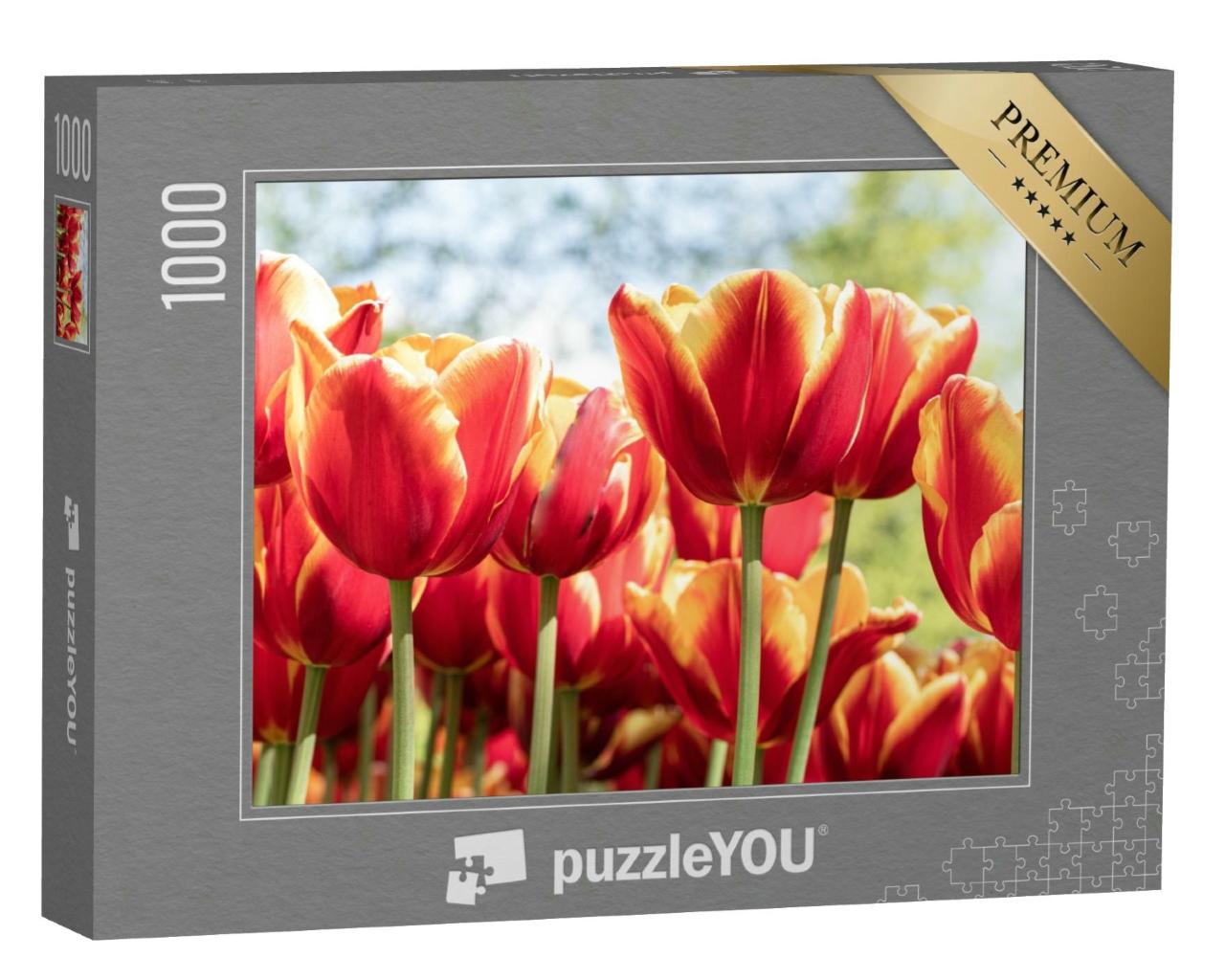 Puzzle 1000 Teile „Rote Tulpen beim Tulpenfest Morges, Schweiz“