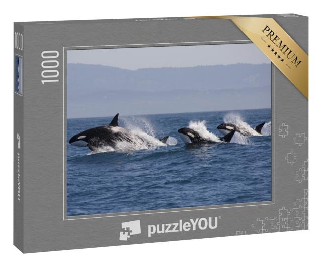 Puzzle 1000 Teile „Schwarm von Killerwalen im Ozean “