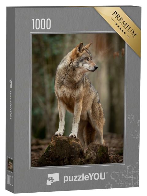Puzzle 1000 Teile „Grauer Wolf in witternder Pose im Wald“