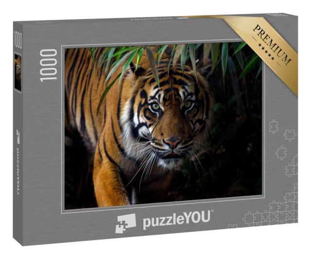 Puzzle 1000 Teile „Schöner Sumatra-Tiger auf Beutezug“