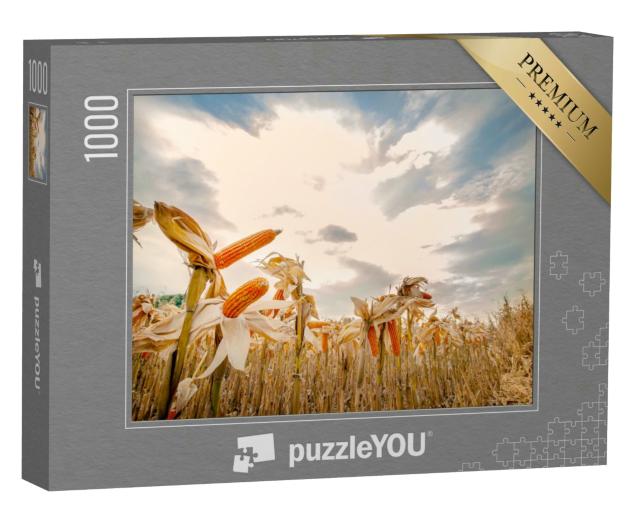 Puzzle 1000 Teile „Maisfeld mit reifem Mais“