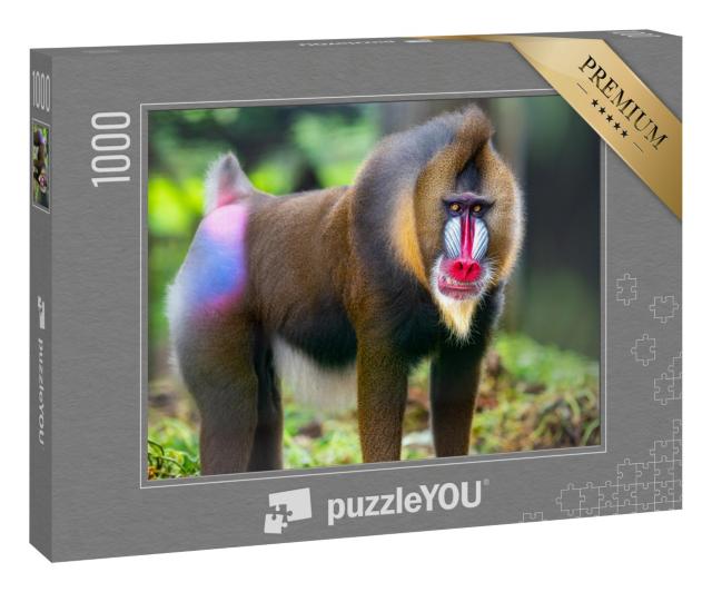 Puzzle 1000 Teile „Portraitaufnahme von Mandrill, bekannte Affen“
