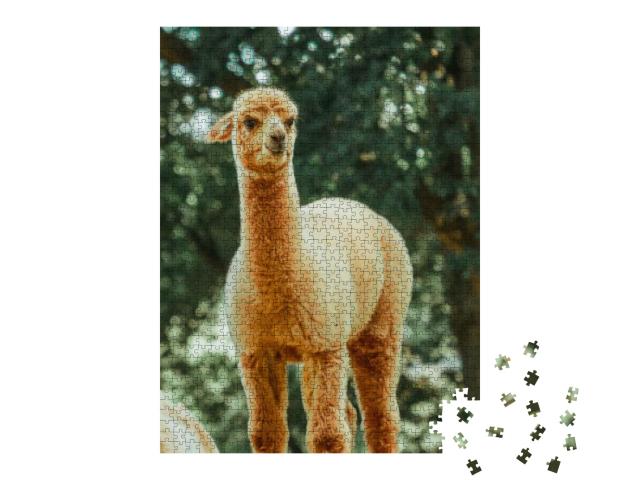 Puzzle 1000 Teile „Das Lama, ein Haussäugetier das in Südamerika weit verbreitet ist“