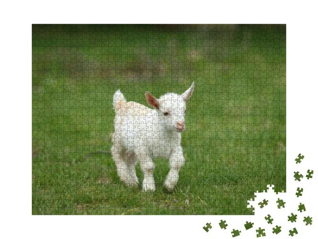 Puzzle 1000 Teile „Weißes Ziegenbaby im Gras, New England, USA“