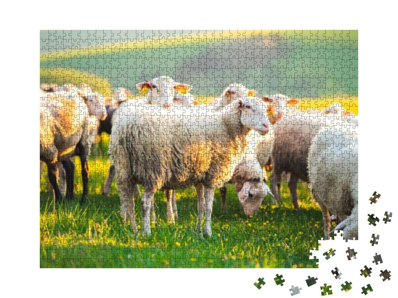 Puzzle 1000 Teile „Schafe auf einer Wiese bei Sonnenuntergang“