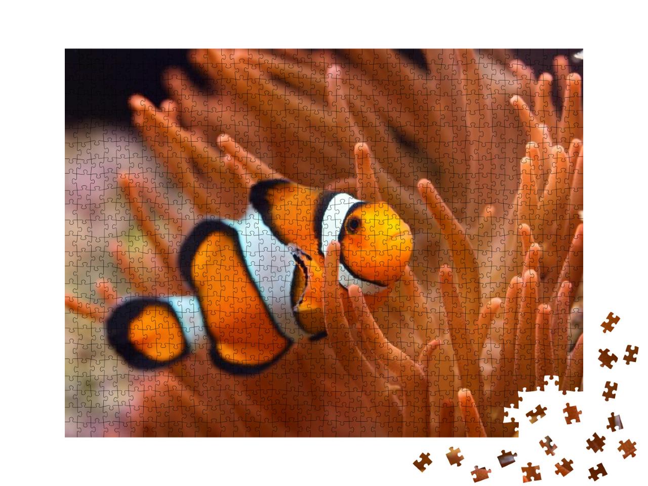 Puzzle 1000 Teile „Clownfisch im Meerwasseraquarium“