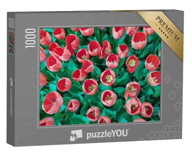 Puzzle 1000 Teile „Pfirsichfarbenes Tulpenfeld mit grünen Blättern“