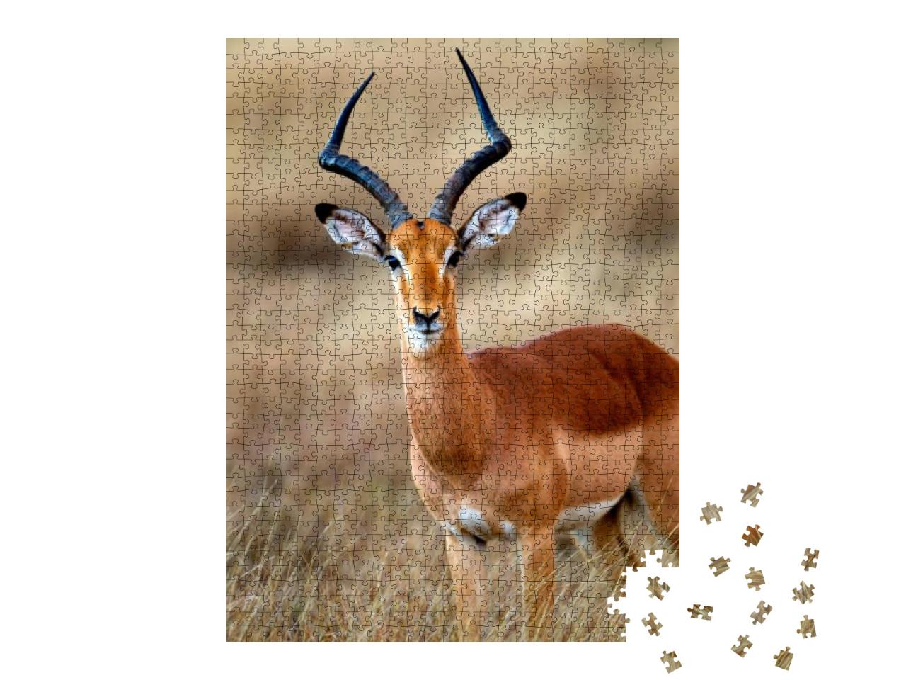 Puzzle 1000 Teile „Ein Impala Männchen im Kruger Nationalpark Südafrika“