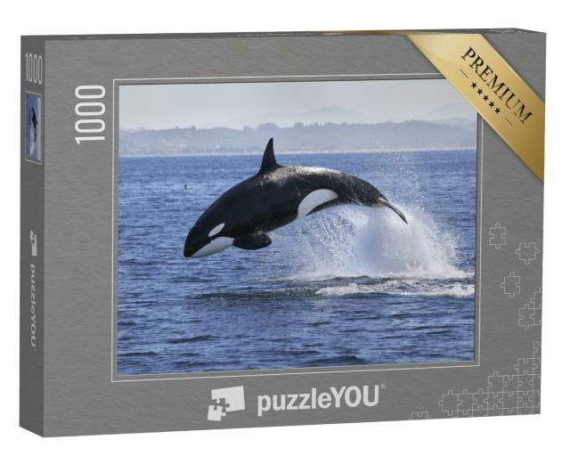 Puzzle 1000 Teile „Schwertwal, Orcinus Orca, beim Sprung aus dem Wasser“