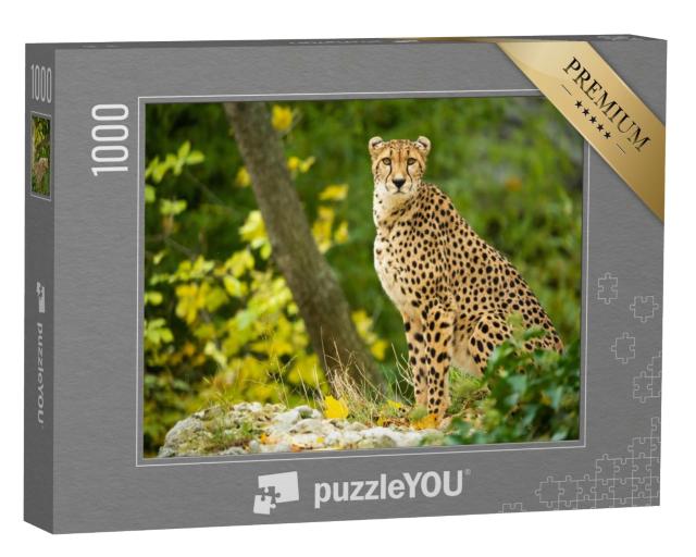 Puzzle 1000 Teile „Nahaufnahme eines ruhenden Geparden“