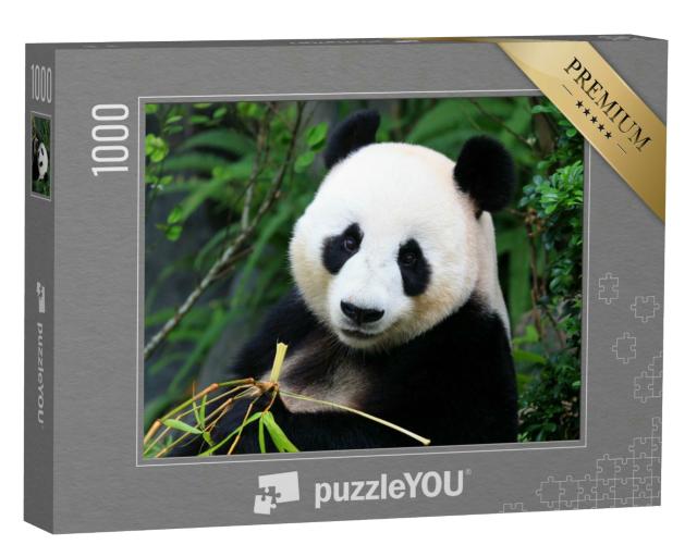 Puzzle 1000 Teile „Ein Pandabär genießt Bambussprossen“