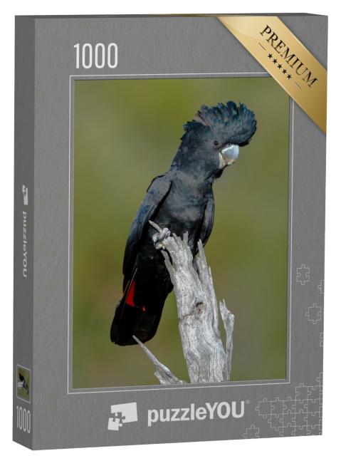 Puzzle 1000 Teile „Rotschwanz-Schwarzkakadu, Bickley Perth“