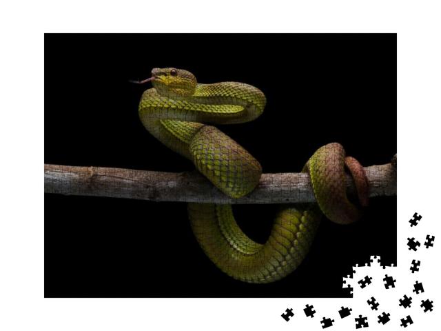 Puzzle 1000 Teile „Giftige Schlange, endemisches Reptil in Java“