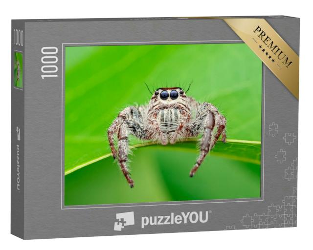 Puzzle 1000 Teile „Hyllus - die Webspinne, auch bekannt als Riesenspinne oder Springspinne“