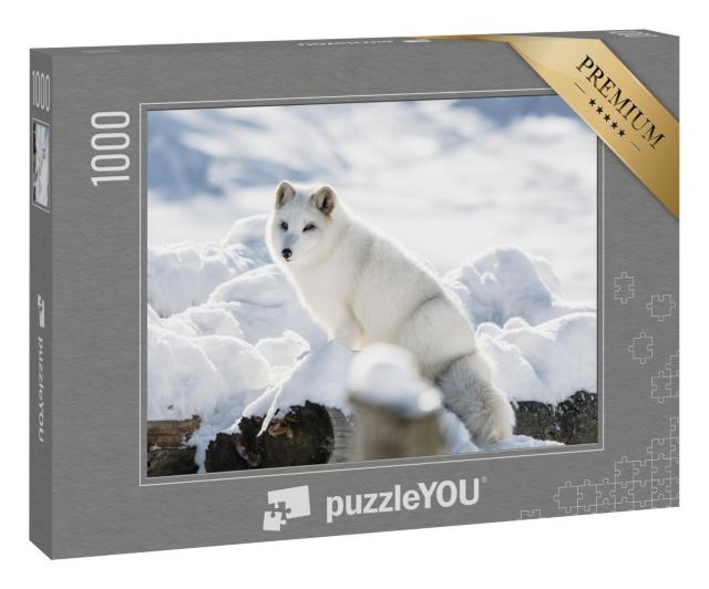 Puzzle 1000 Teile „Polarfuchs auf einem Hügel im Omega Park, Quebec, Kanada“