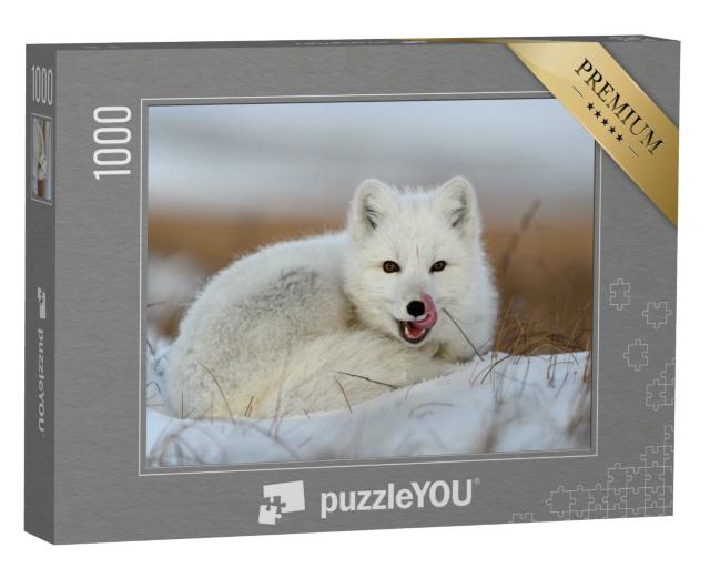 Puzzle 1000 Teile „Weißer Polarfuchs, Vulpes Lagopus, zusammengerollt im Schnee“