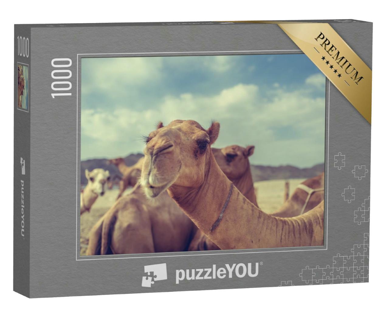 Puzzle 1000 Teile „Kamele in Saudi-Arabien“