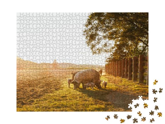 Puzzle 1000 Teile „Hausschwein mit Ferkelchen auf einer Wiese“