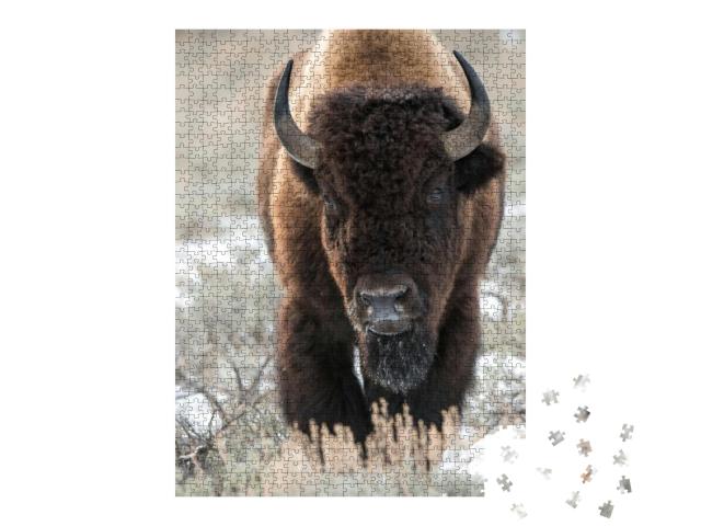 Puzzle 1000 Teile „Ein Bison, Büffel“
