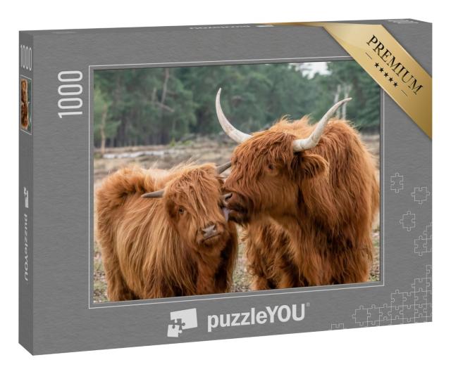 Puzzle 1000 Teile „Schottisches Hochlandrind mit Kalb“