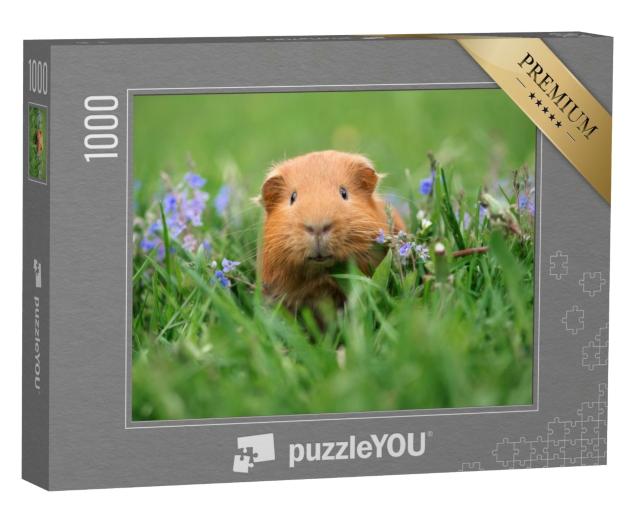 Puzzle 1000 Teile „Süßes Meerschweinchen im Gras“