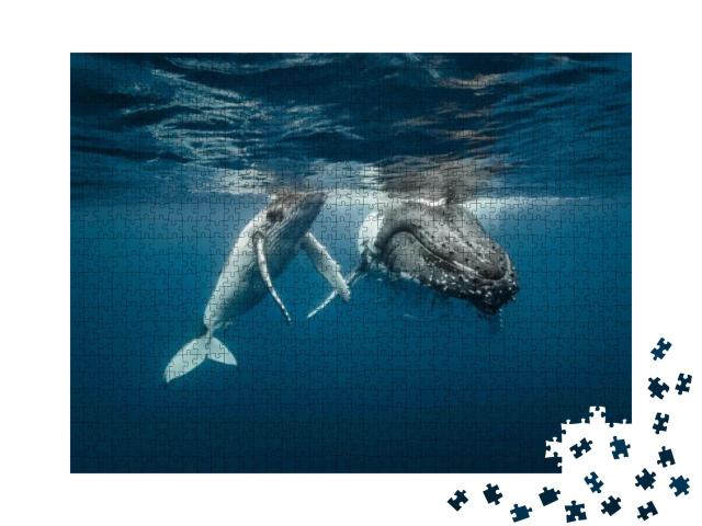 Puzzle 1000 Teile „Eine Buckelwal-Mutter und ihr Kalb im kristallklaren Wasser“