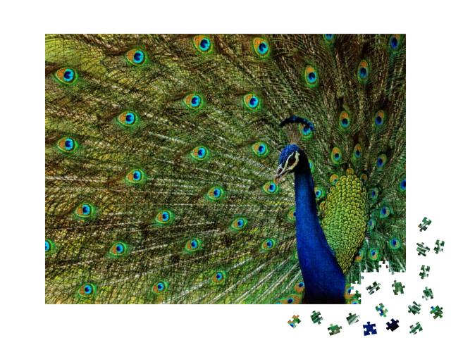 Puzzle 1000 Teile „Ein schöner Vogel Pfau“
