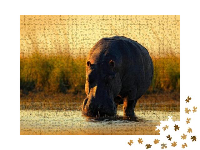 Puzzle 1000 Teile „Afrikanisches Flusspferd im Abendlicht, Botswana, Afrika“