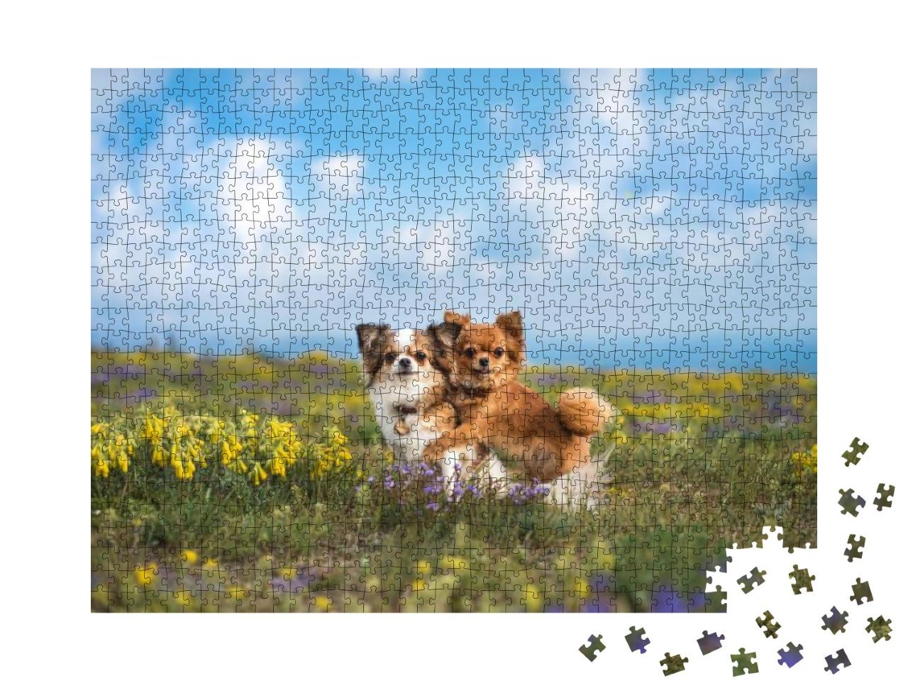 Puzzle 1000 Teile „Chihuahua auf der grünen Wiese“