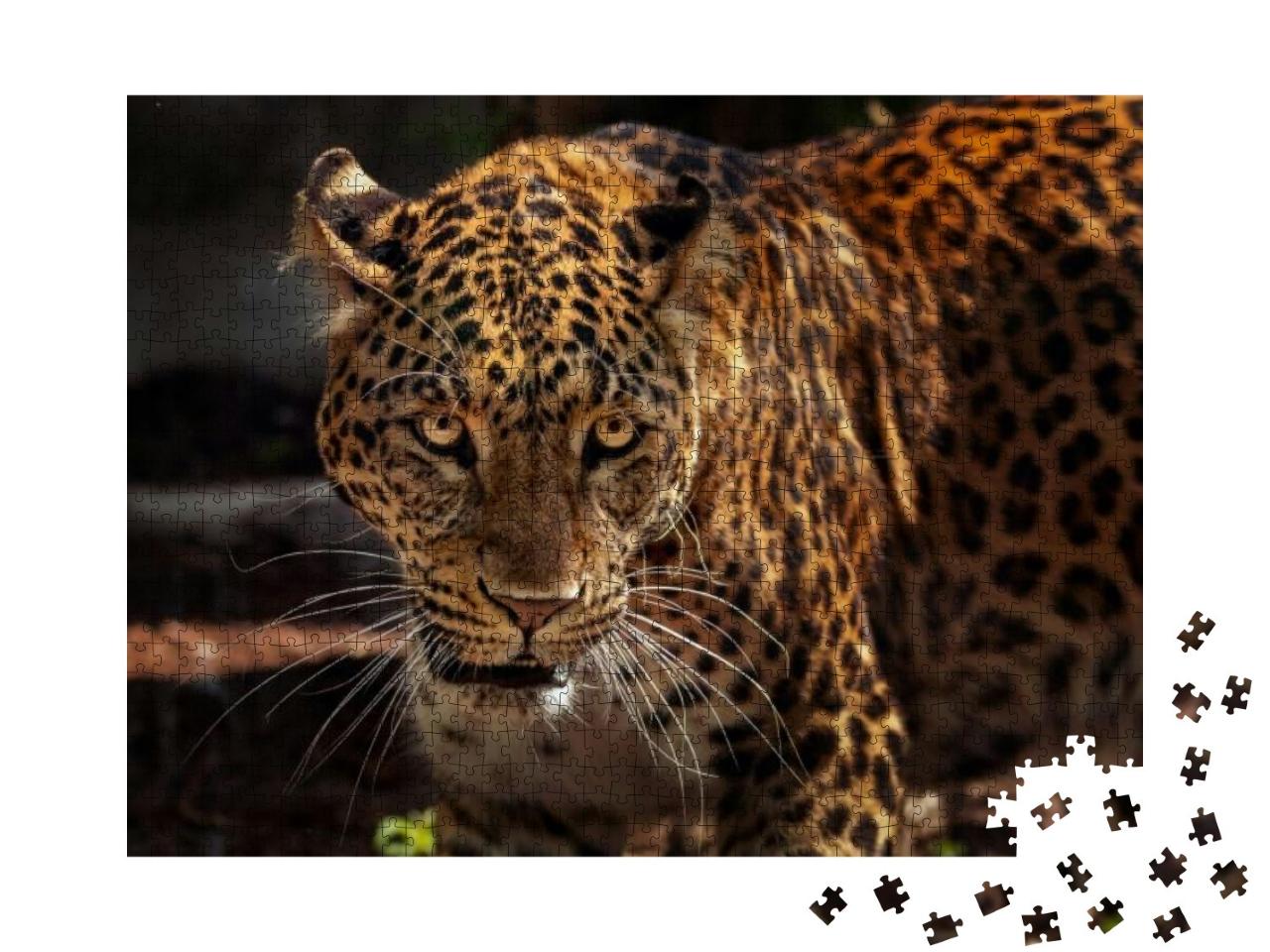 Puzzle 1000 Teile „Bild eines starken Jaguars als Jäger“