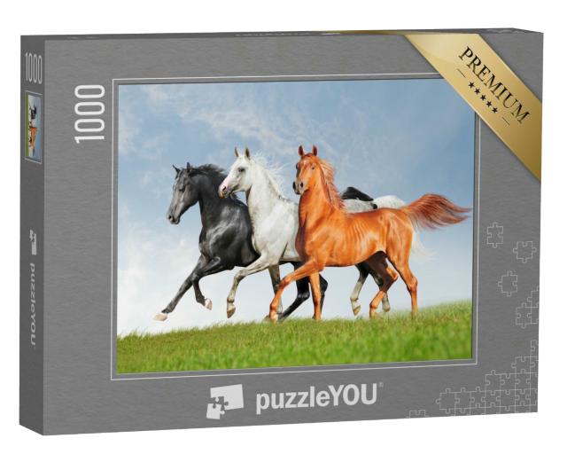 Puzzle 1000 Teile „Drei Araber-Pferde“